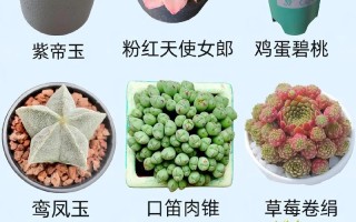 多肉分株时机，何时该动手？