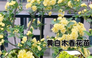 黄白色花盆栽怎么养？