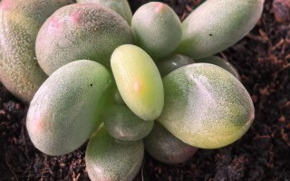 白色条状多肉植物图片