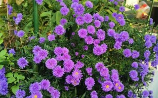 什么紫色花适合花盆栽？