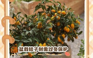 冬天桔子树盆栽怎么养护过冬？