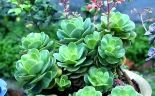 碧桃多肉怎么养才好看？