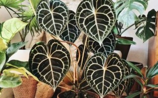 水晶能替代水培养植物吗？