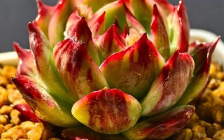 多肉植物为何偏爱阳光？