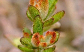 巧克力兔耳多肉怎么养才爆盆？