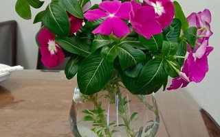 长春水培花卉去哪进货