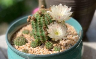 多肉植物适合用沙子养吗？