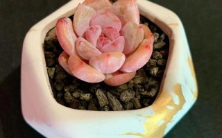 橙梦露冬天怎么安全过冬？