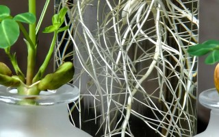 水培植物利弊如何？