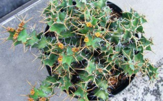 旋风麒麟多肉价格多少？