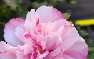 盆栽木槿修剪要掌握哪些技巧？