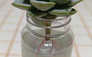 多肉水培水要没过根系吗？