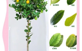 盆栽柠檬移栽注意事项