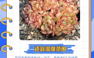 室内多肉怎么晒太阳才合适？