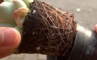 冬天多肉生根为何这么慢？