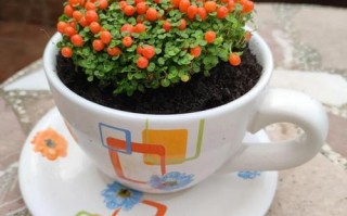 多肉珊瑚珠有毒吗？