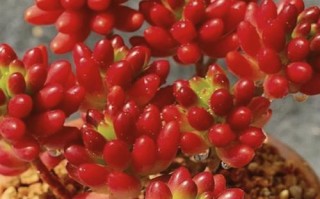 虹之玉夏季几天浇一次水？