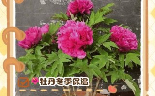 山东盆栽牡丹冬天需保暖吗？