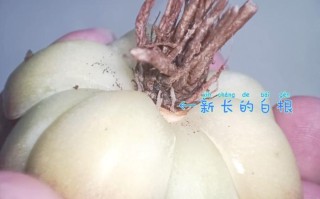 多肉水浇多烂根怎么办