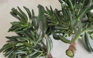 长得像珊瑚的多肉叫什么？