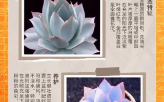 多肉属于室内还是室外