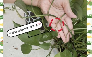 剪根后的水培绿萝还能活吗？