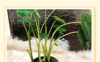 盆栽芋头为何迟迟不发芽？