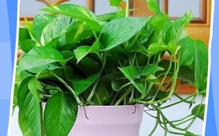 水培绿萝如何养才能更旺盛？