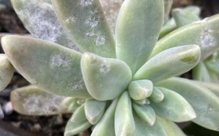 多肉水渍斑点是烂根还是冻伤？