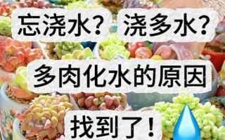 多肉出水什么原因分析