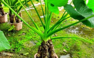 水培滴水观音好养吗？