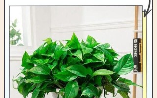 绿盆栽图片大全，怎么养绿萝？