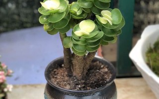 金钱水培可行吗？养护注意啥？