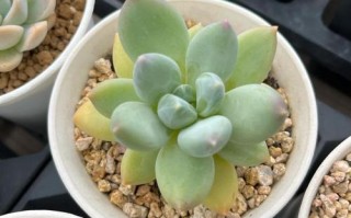 多肉多久浇一次水合适？