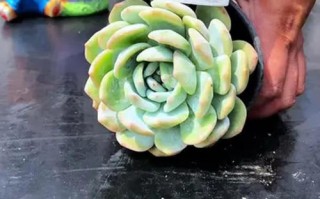 多肉徒长临界温度是多少？