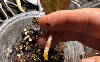 土培转水培，根系为何缕不顺？