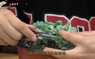 多肉老桩砍头后如何快速恢复？