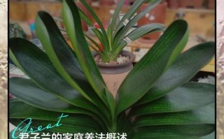 水培君子兰怎么转土培