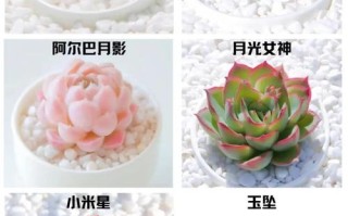 多肉盆栽怎么种？图片欣赏看技巧？