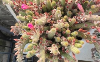 白檀图片是多肉白檀吗？