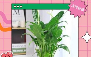 水培一帆风顺为何总养不活？