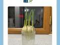 水培大蒜怎样能快速长高？