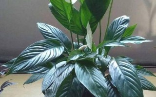 夏季适合种哪些盆栽花卉？