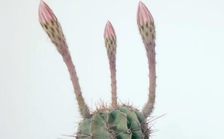 什么植物能克仙人球盆栽？