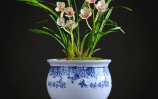 广东盆栽兰花，哪种最适合新手养？