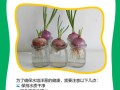 卧室水培洋葱有什么好处
