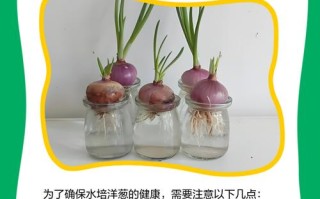卧室水培洋葱有什么好处