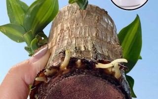 巴西木水培底部为何要放小石子？