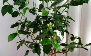 盆栽茉莉冬天会掉叶子吗？