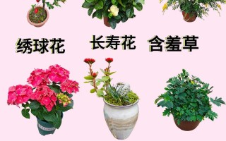 新手适合养什么盆栽花？